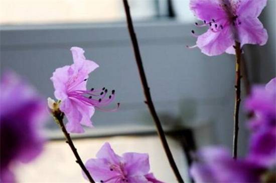 干枝梅的扦插方法,4个步骤搞定