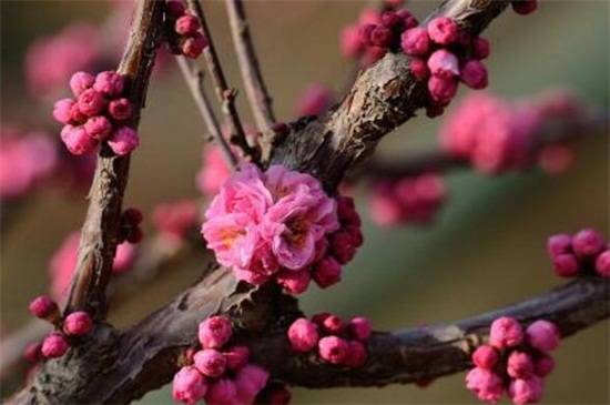 干枝梅的扦插方法,4个步骤搞定
