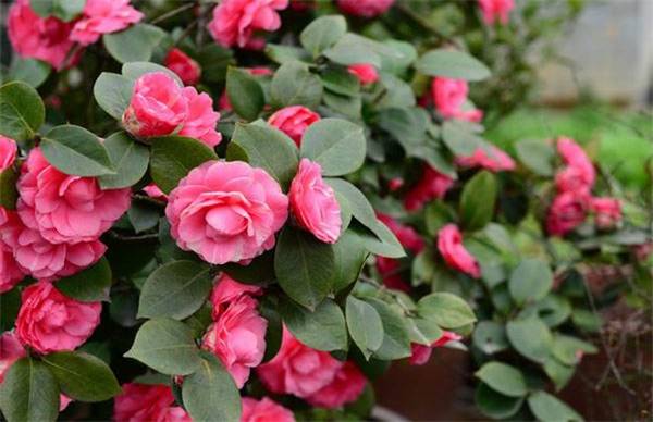 茶花的扦插繁殖方法