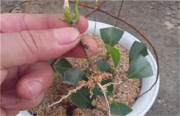 茶花的扦插繁殖方法
