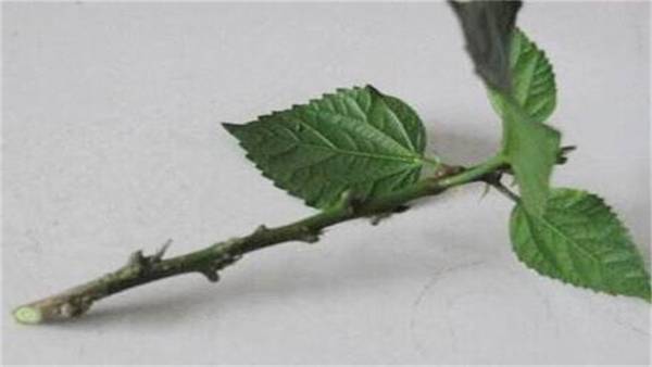 超简单的三角梅扦插方法 一学就会