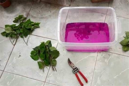 超简单的三角梅扦插方法 一学就会