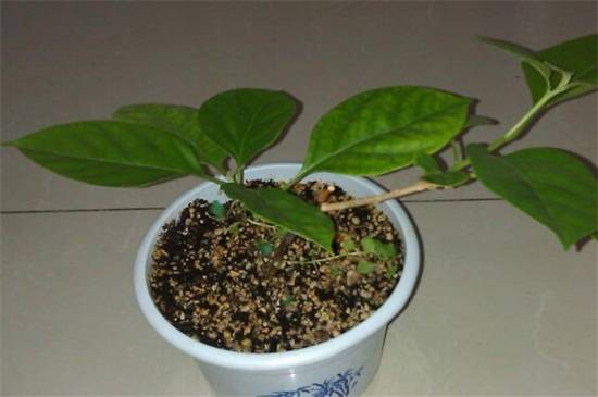 超简单的三角梅扦插方法 一学就会