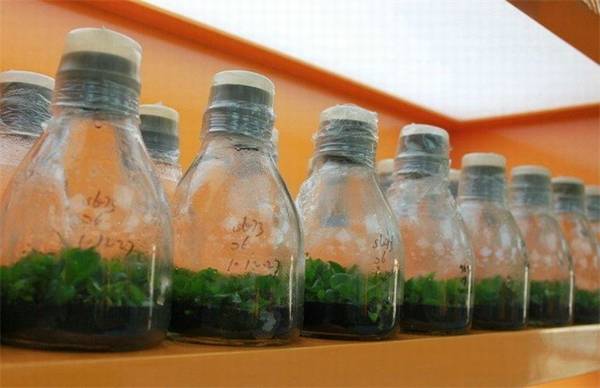 仙客来怎么繁殖 仙客来繁殖方法介绍