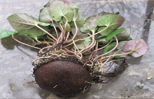 仙客来怎么繁殖 仙客来繁殖方法介绍