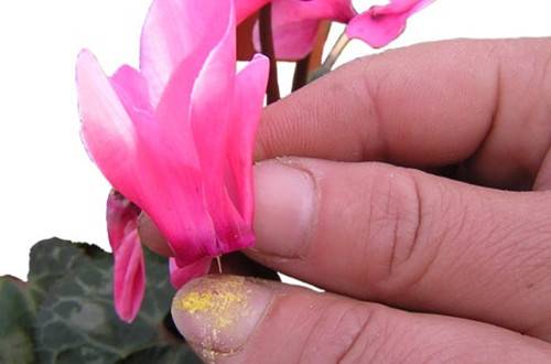 1538231491754648.jpg 仙客来怎么人工授粉 仙客来育种方法与技巧