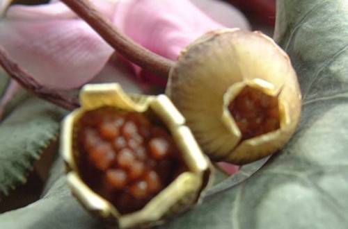 1538038746130993.jpg 仙客来怎么人工授粉 仙客来育种方法与技巧