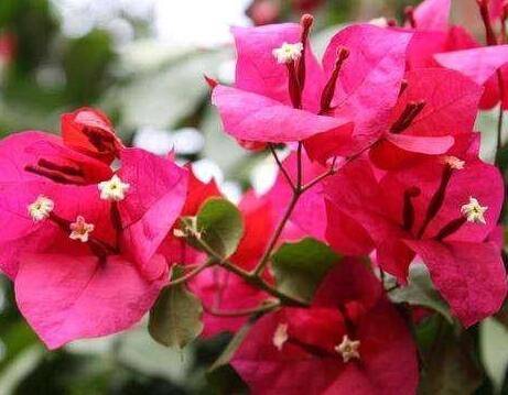 三角梅什么时候扦插最合适 最佳扦插时间方法