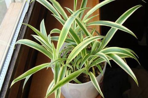 1563083382246012.jpg 土培吊兰的扦插方法和注意事项