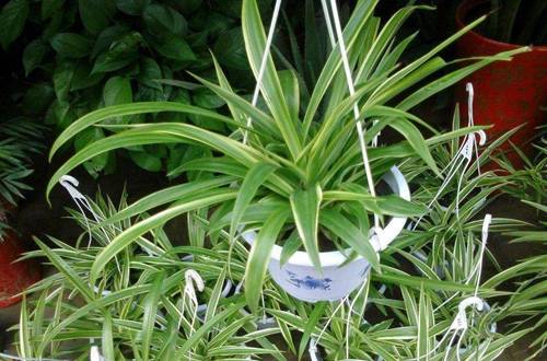 1563083367271100.jpg 土培吊兰的扦插方法和注意事项