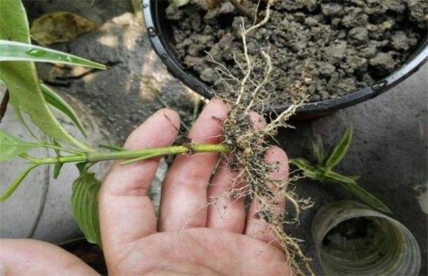 栀子花的扦插繁殖方法