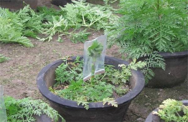 菊花怎么嫁接方法流程介绍