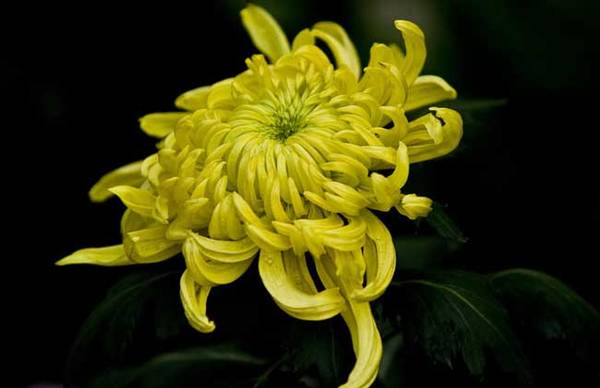 菊花怎么嫁接方法流程介绍