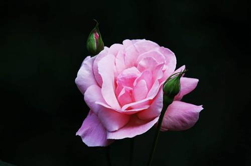 1559306798984524.jpg 月季扦插生根用什么土 配土方法分享