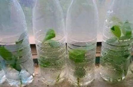 这几种盆栽花卉不用买 掐个枝条就能长一盆