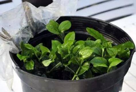 这几种盆栽花卉不用买 掐个枝条就能长一盆