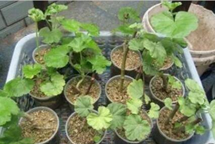 这几种盆栽花卉不用买 掐个枝条就能长一盆