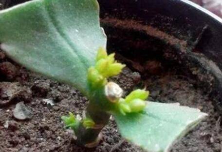 这几种盆栽花卉不用买 掐个枝条就能长一盆