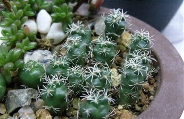 仙人球的扦插方法