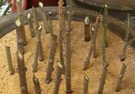 腊梅枝条能插活吗 扦插时间和方法