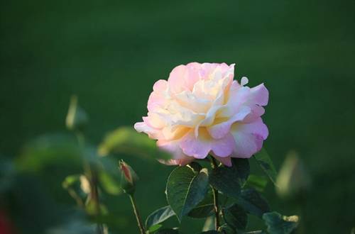 1559306812110664.jpg 月季扦插生根用什么土 配土方法分享