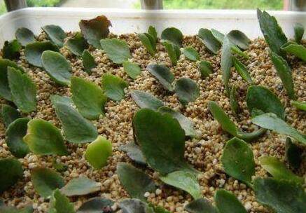 长寿花的扦插方法:叶片、顶芽、枝条都能扦插