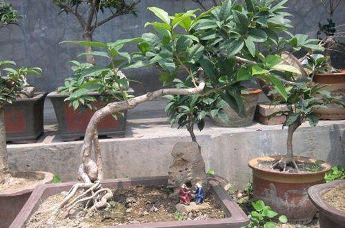 1472628671195450.jpg 盆栽桂花的养殖方法