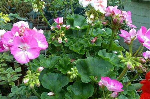 1521708935118763.jpg 天竺葵多开花的养护技巧