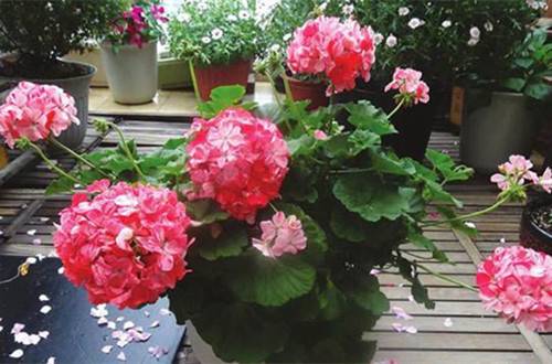 1521708958929701.jpg 天竺葵多开花的养护技巧