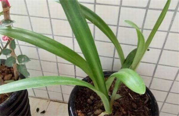 朱顶红不开花怎么养