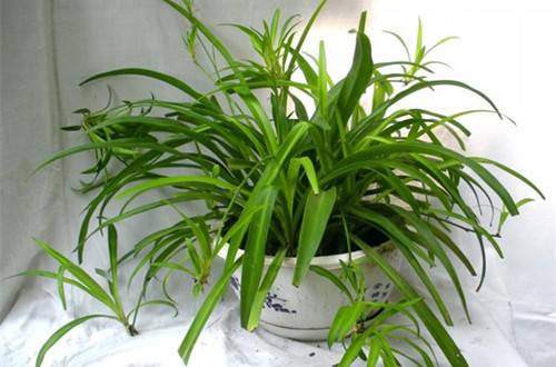 1476497387922601.jpg 室内观叶花木常用的4种修剪方法