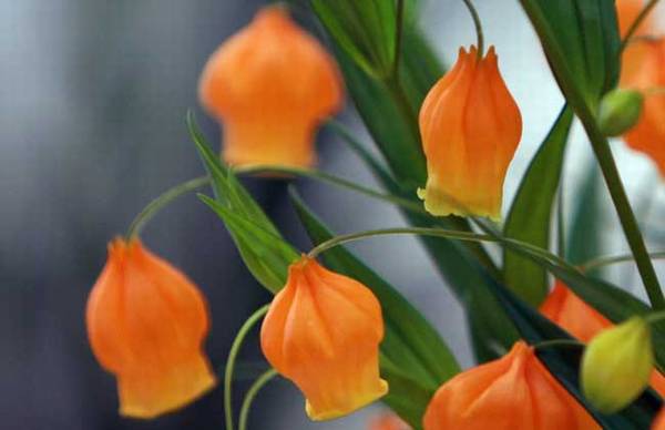 宫灯百合多开花要这么养