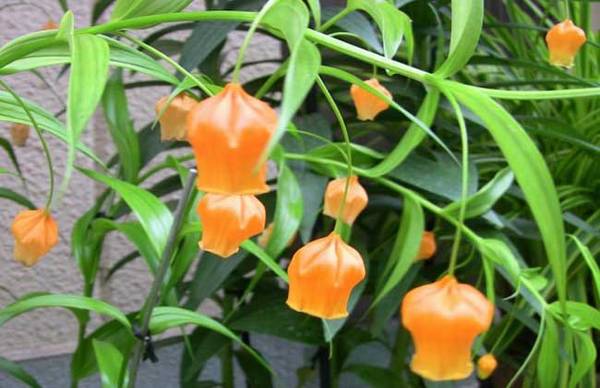 宫灯百合多开花要这么养