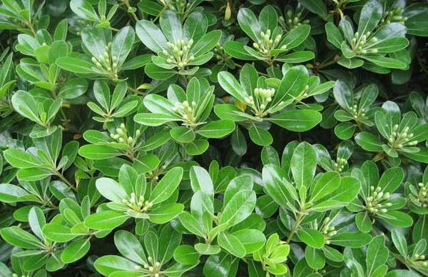 海桐盆栽怎么养好