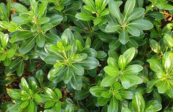 海桐盆栽怎么养好