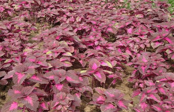 彩叶草的养殖方法和注意事项