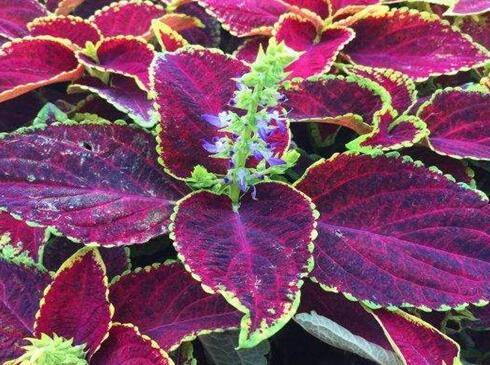 彩叶草的养殖方法和注意事项