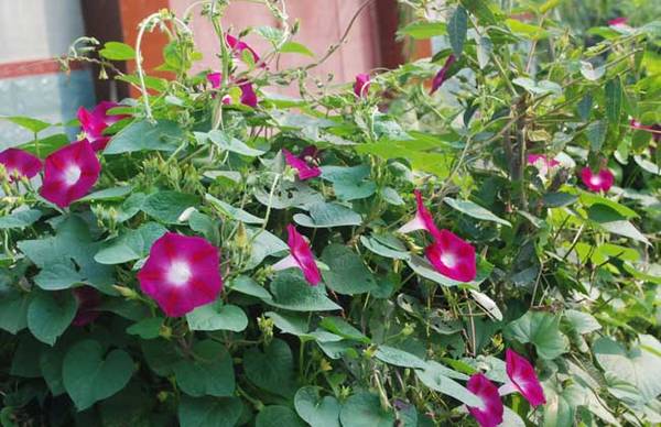 牵牛花的养殖方法