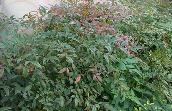 南天竹好养吗 养殖方法和注意事项