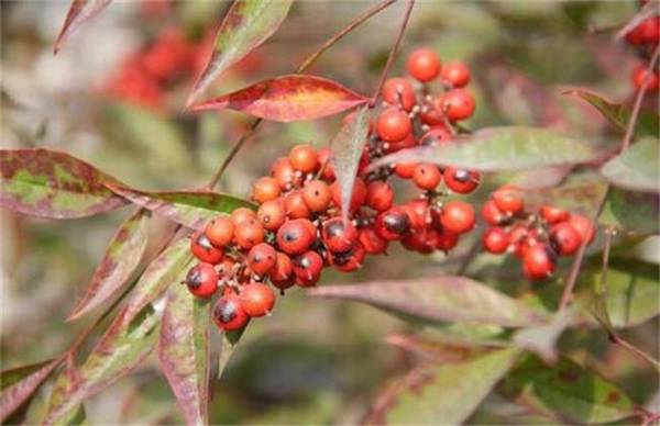 南天竹好养吗 养殖方法和注意事项