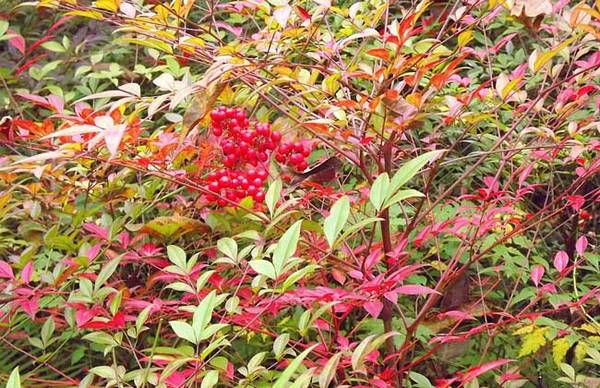 南天竹盆景的制作方法与养护要点