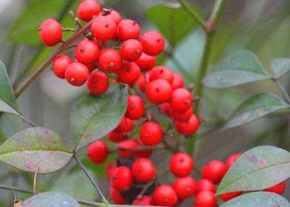 南天竹盆景的制作方法与养护要点