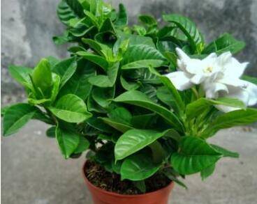 盆栽栀子花的养殖方法和注意事项