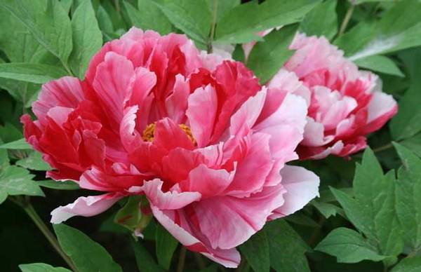 四季牡丹的繁殖养殖方法