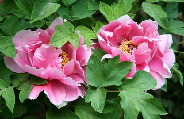 四季牡丹的繁殖养殖方法