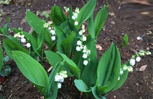 铃兰花好养吗?来看盆栽养殖方法和注意事项