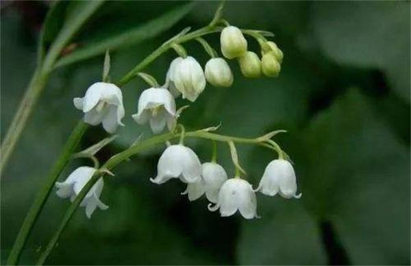 铃兰花好养吗?来看盆栽养殖方法和注意事项