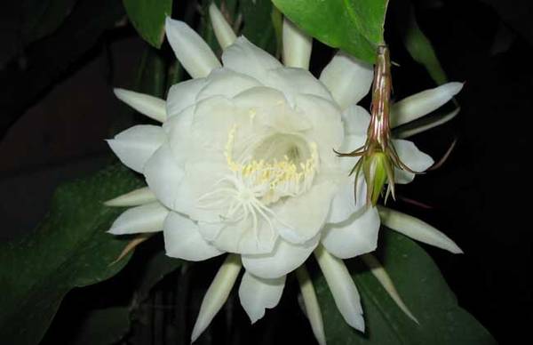 盆栽昙花的家庭养殖方法