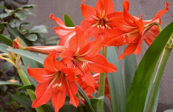 盆栽朱顶红怎么养好