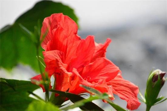 盆栽扶桑花的养殖方法